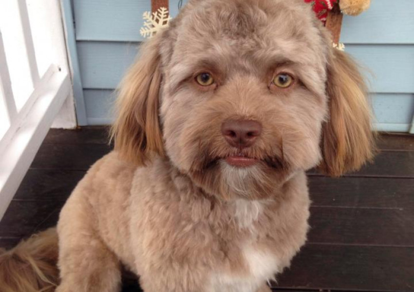 Кое е Йоги - кучето с човешко лице?