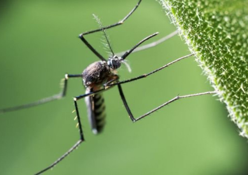 Защо комарите хапят едни хора повече, а други - не?