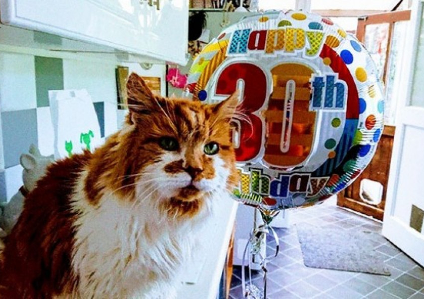Най-старата котка в света живее в Англия