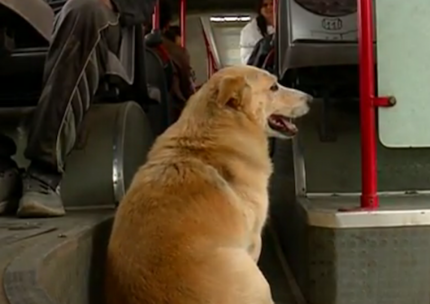 Куче обикаля градския транспорт в София