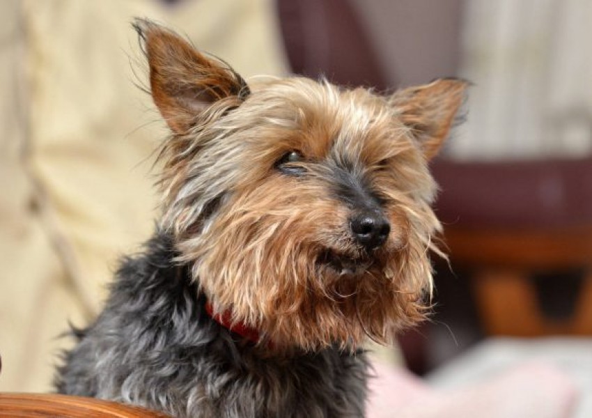 Почина най-възрастното куче в Англия