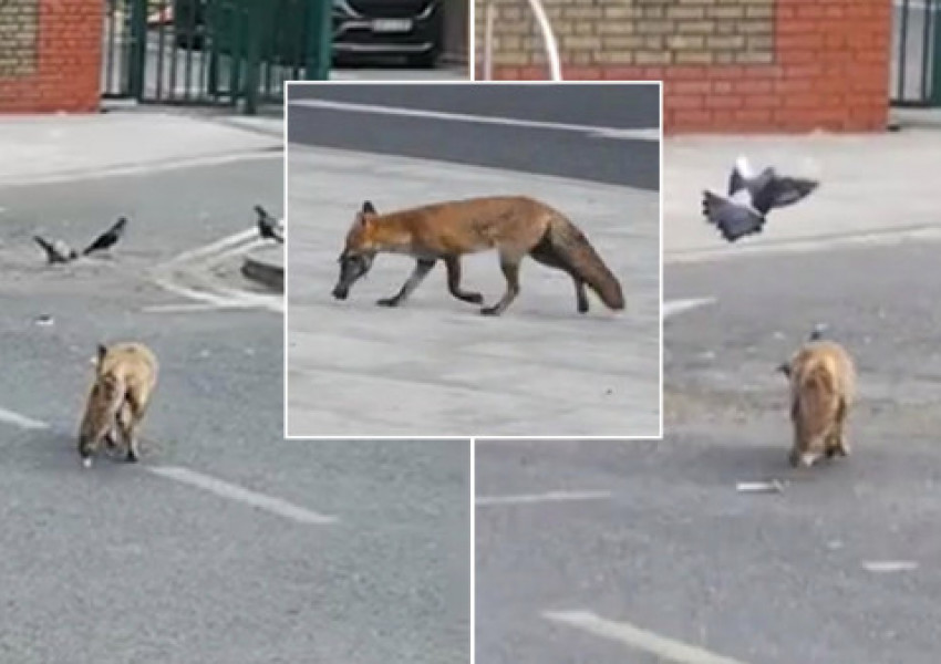 Лисица ловува гълъби на лондонска улица. Вижте видеото..