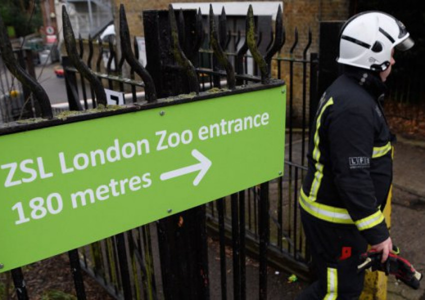 Лондонският зоопарк отвори врати след вчерашния пожар  