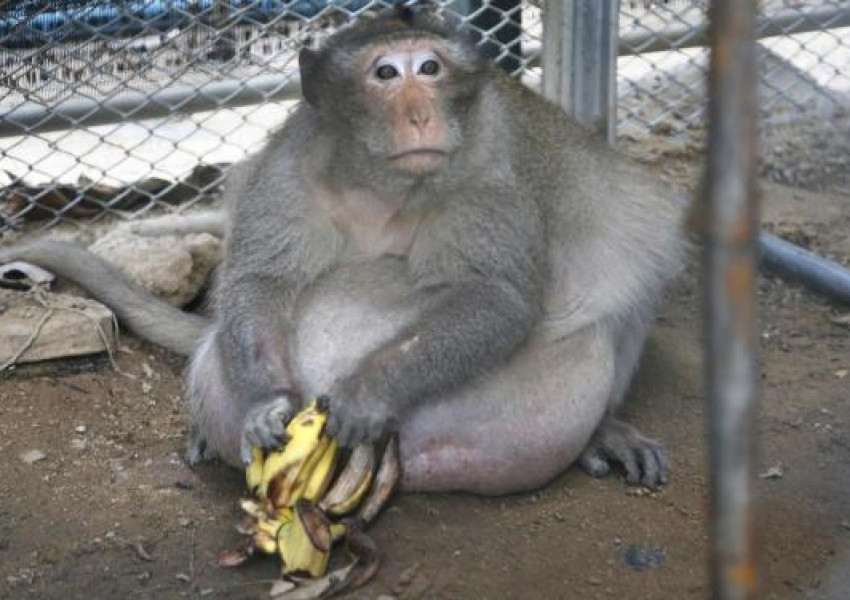 Дебела маймунка бе спасена и сложена на диета