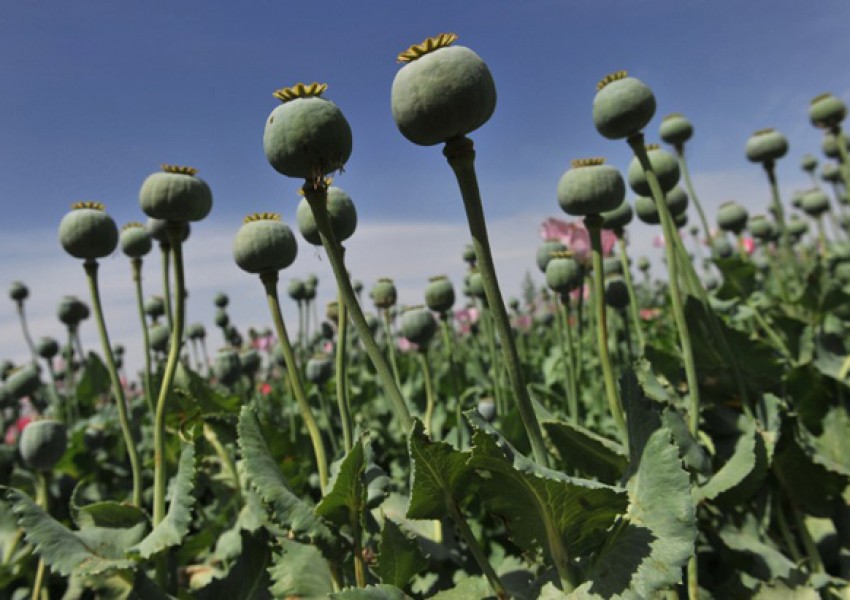 ООН: производството на опиум в Афганистан ще скочи с 43%