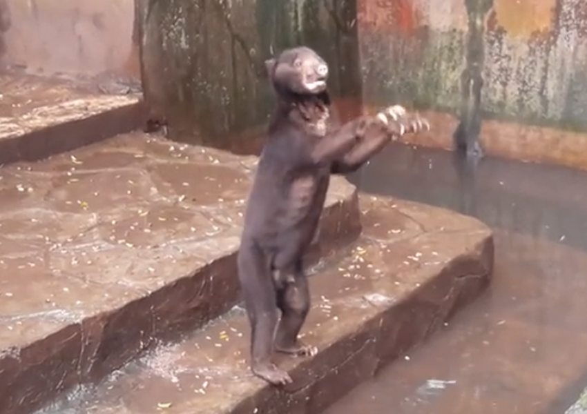 Мечки като скелети молят за храна в зоопарк на ужасите (ВИДЕО 18 +)