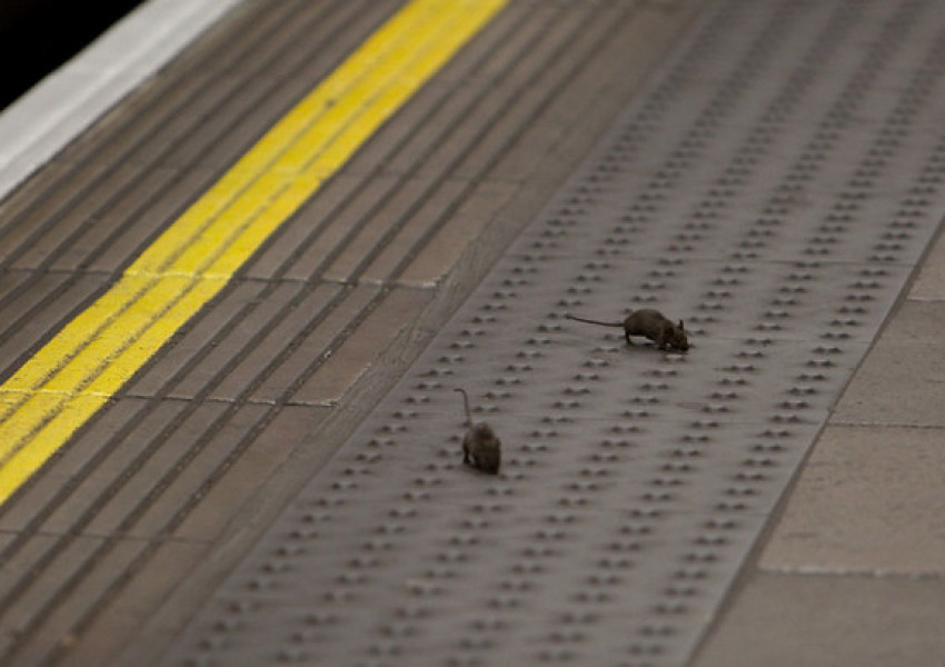 Снимка на Годината: Бой на мишки в лондонското метро