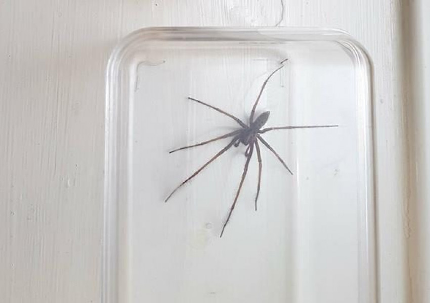 Жадни за секс паяци плъзнаха по домовете