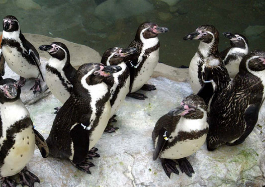 Седем пингвина са се удавили в Калгари, тече разследване