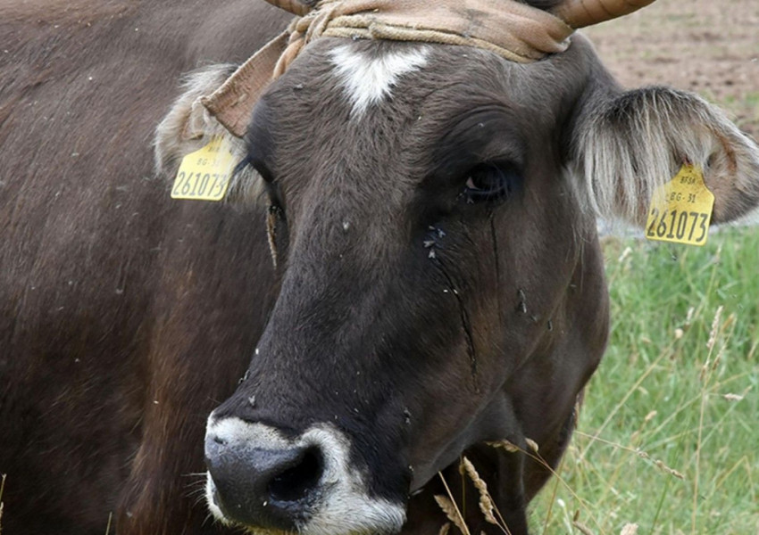 Нашата крава Пенка стана символ за съдбата на британците след Brexit