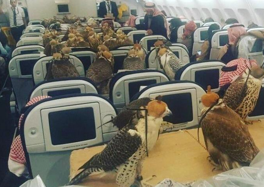 Саудитски принц купи 80 самолетни билета за соколите си (СНИМКА)