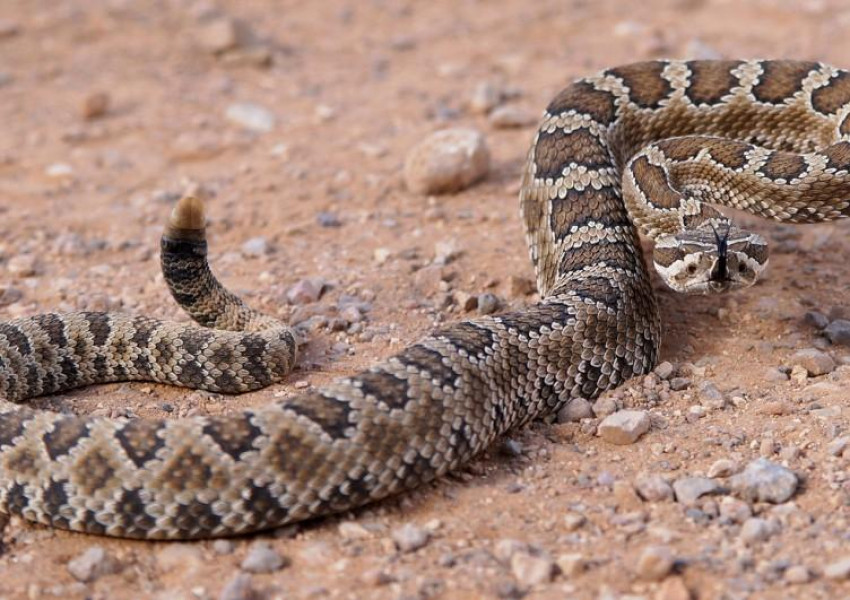 Американско семейство откри 24 гърмящи змии в къщата си