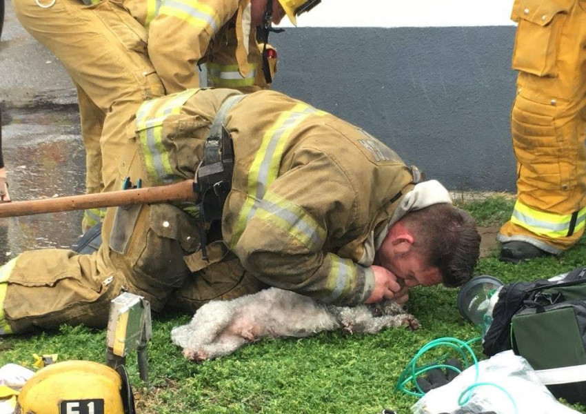Пожарникар съживи безжизнено куче с дишане "уста в муцунка" (СНИМКИ)