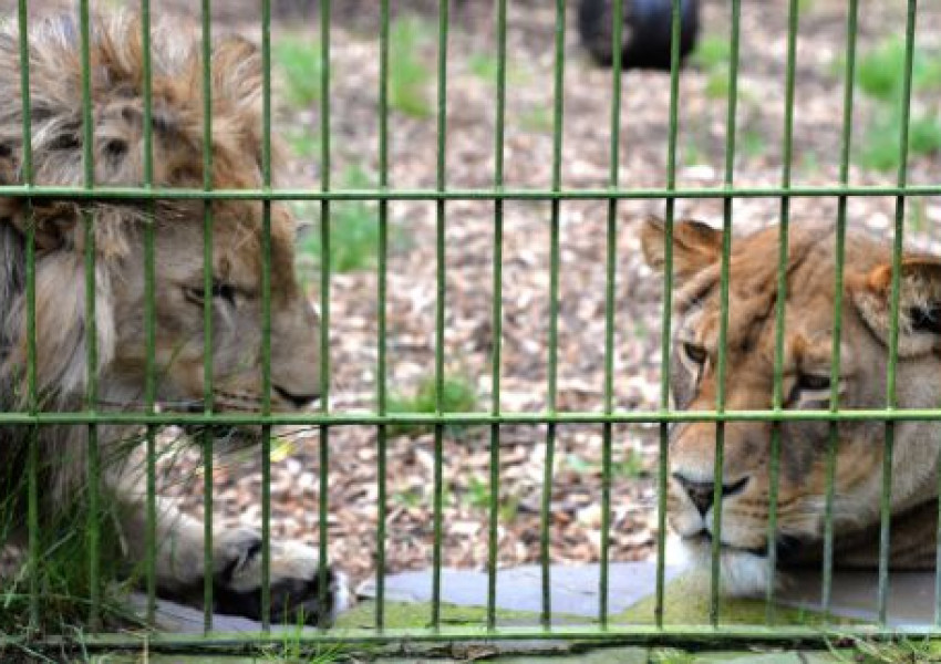 Лъвове, тигри и ягуар избягаха от зоопарк