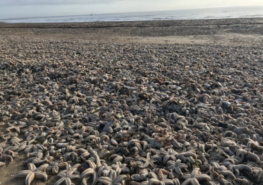 Хиляди морски звезди бяха изхвърлени на британски плаж 