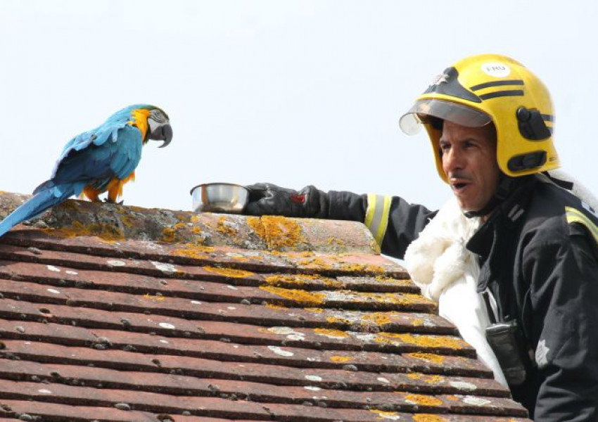 Пожарникари спасяват папагал, той ги псува (СНИМКИ)