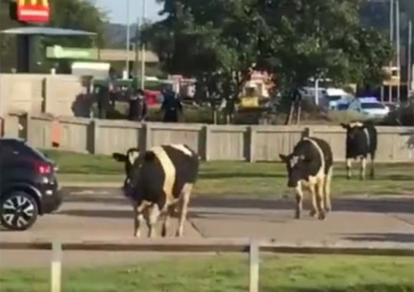 Избягали крави вилняха на паркинг на “Макдоналдс” (СНИМКИ+ВИДЕО)