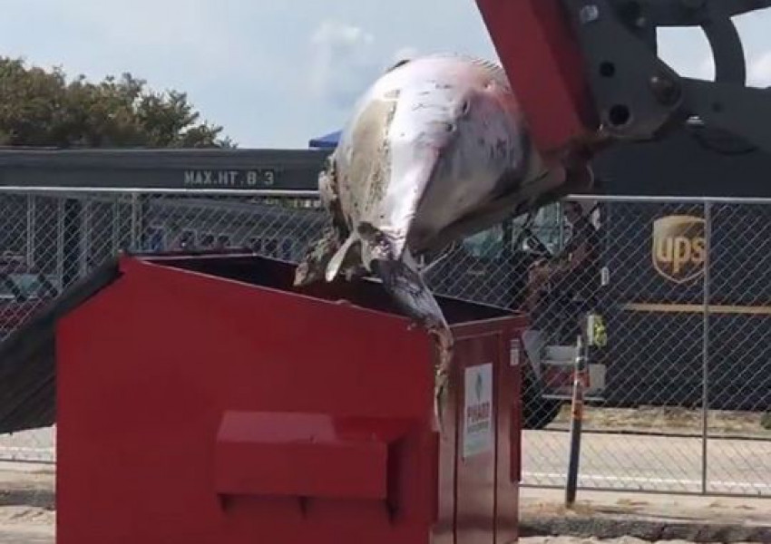 Потресващо! Изхвърлиха мъртъв кит в кофата за боклук (СНИМКИ+ВИДЕО)