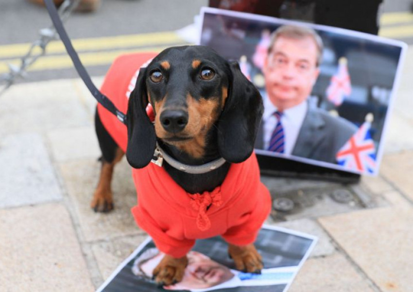 Кучешко шествие срещу "Брекзит"