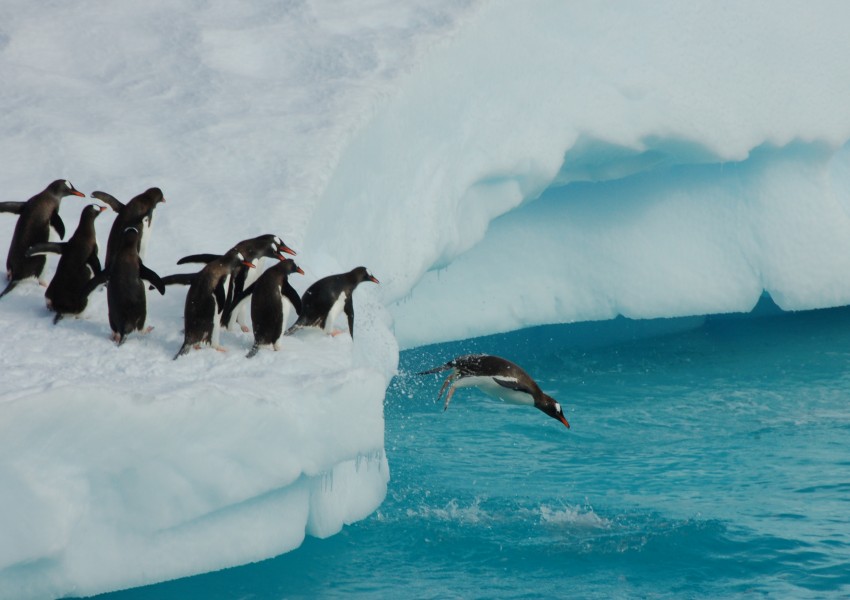 150 хиляди пингвина загинаха на Антарктика