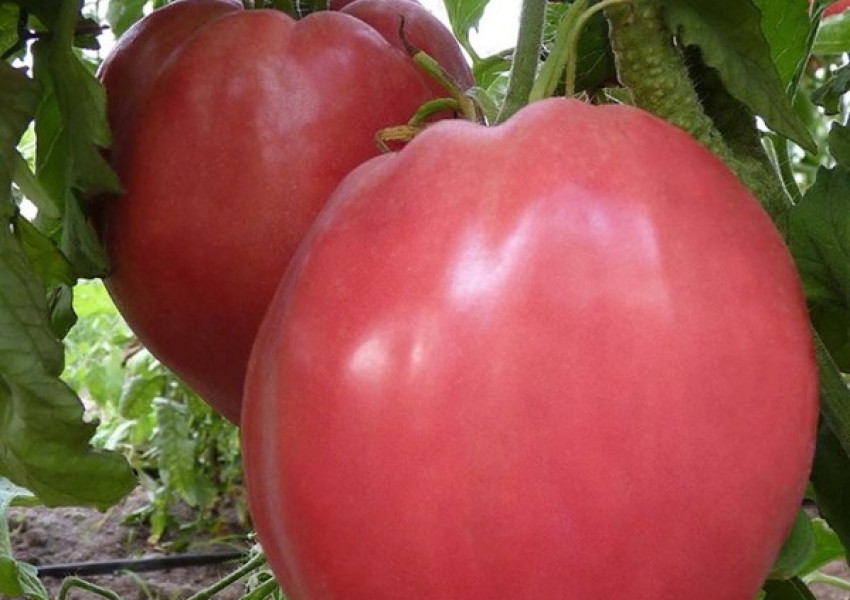 Учен: Заради климата българският домат е най-вкусен в целия свят