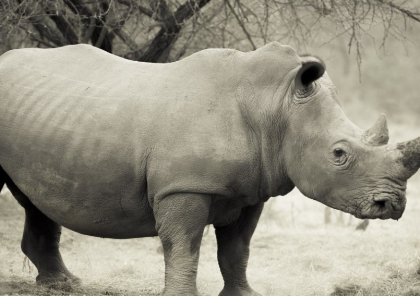 Почина Последният мъжки северен бял носорог  
