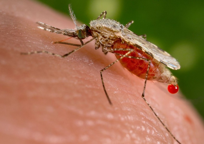 Малария плъзна в Солун