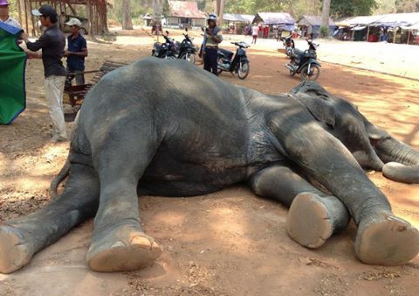 Малко слонче издъхна от изтощение заради обиколки с туристи (СНИМКИ)