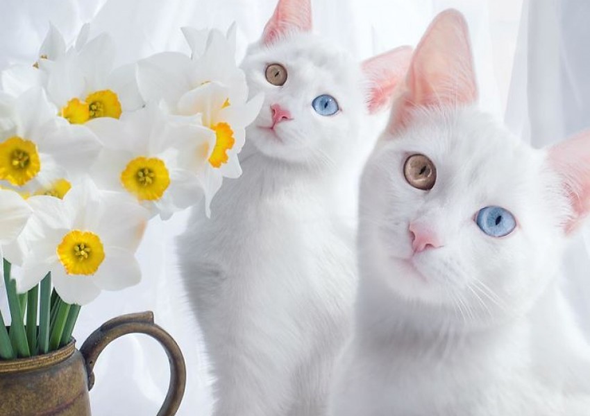Запознайте се с Айрис и Абис - най-красивите котки близначки (СНИМКИ)