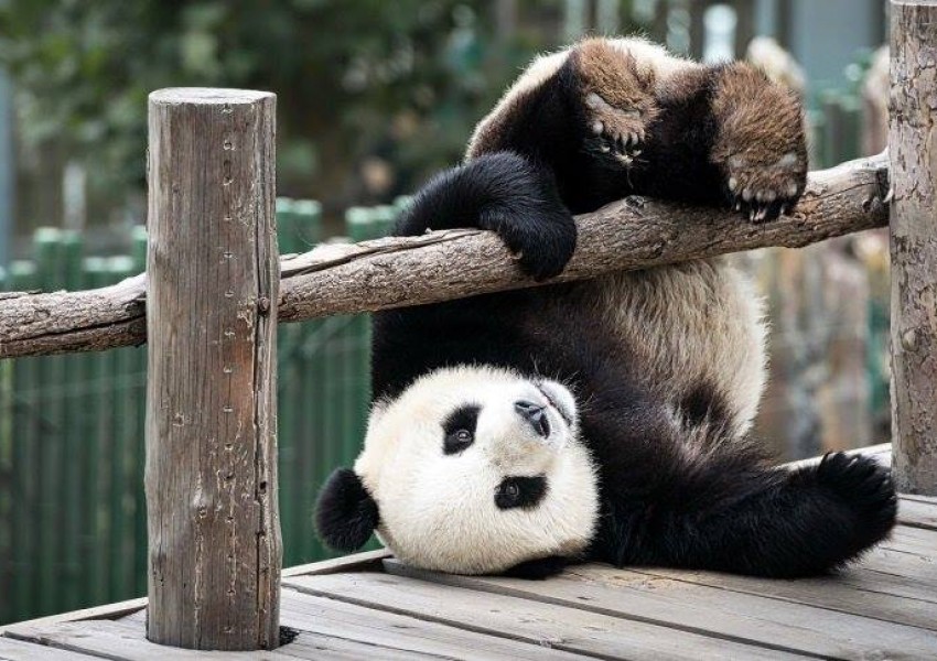 Големите панди вече не са измиращ вид