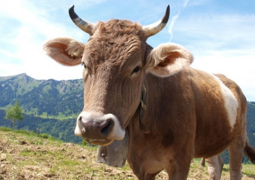 Швейцария не даде паспорт на веганка, била „досадна“