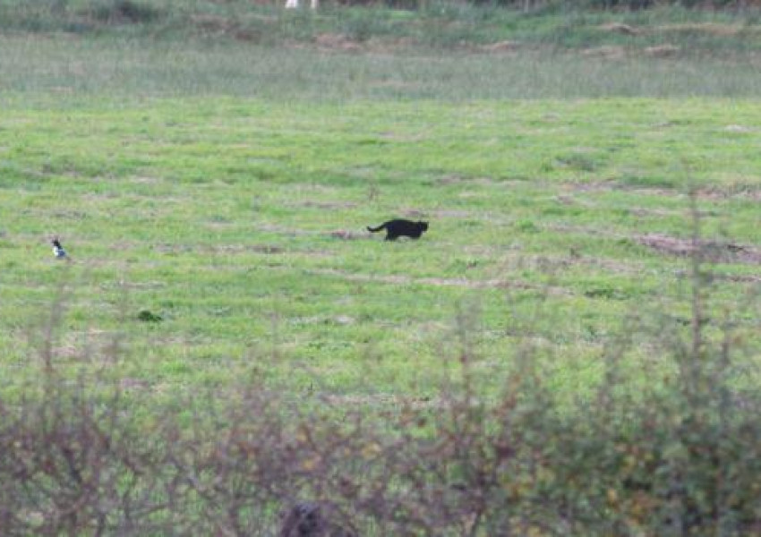 Черна пантера в Шотландия? 