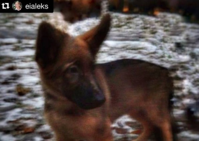 Русия подарява полицейско куче на Франция