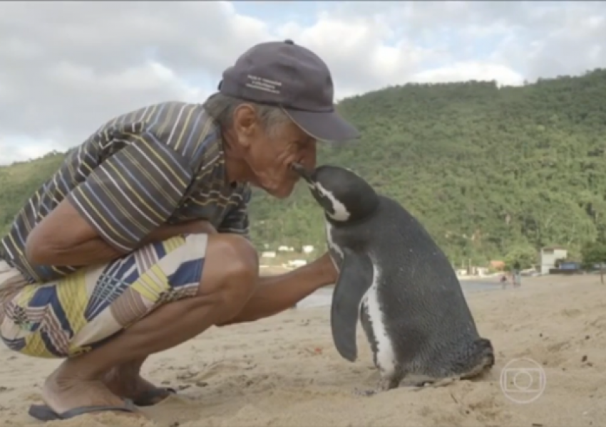 Пингвинче плува 5000 мили всяка година, за да види спасителя си (СНИМКИ)