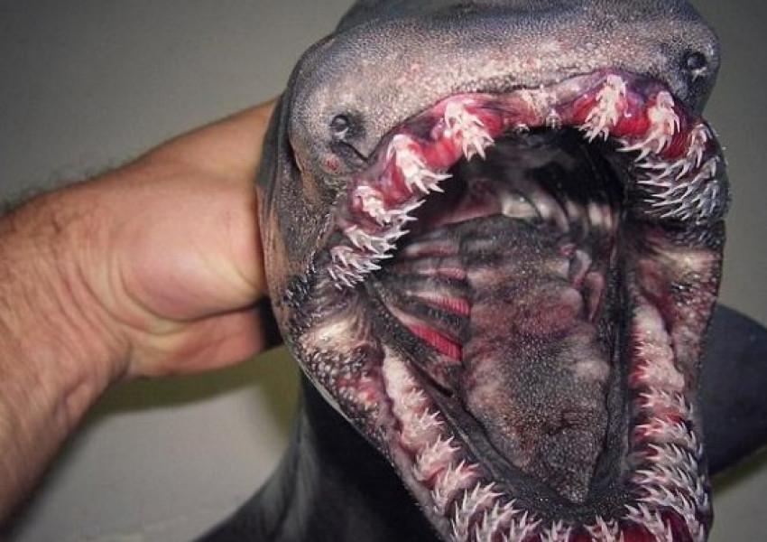 Руски рибар откри ужасяващи неща на морското дъно (СНИМКИ)