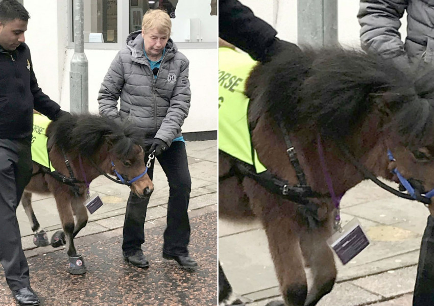 За първи път на Острова: Пони водач 