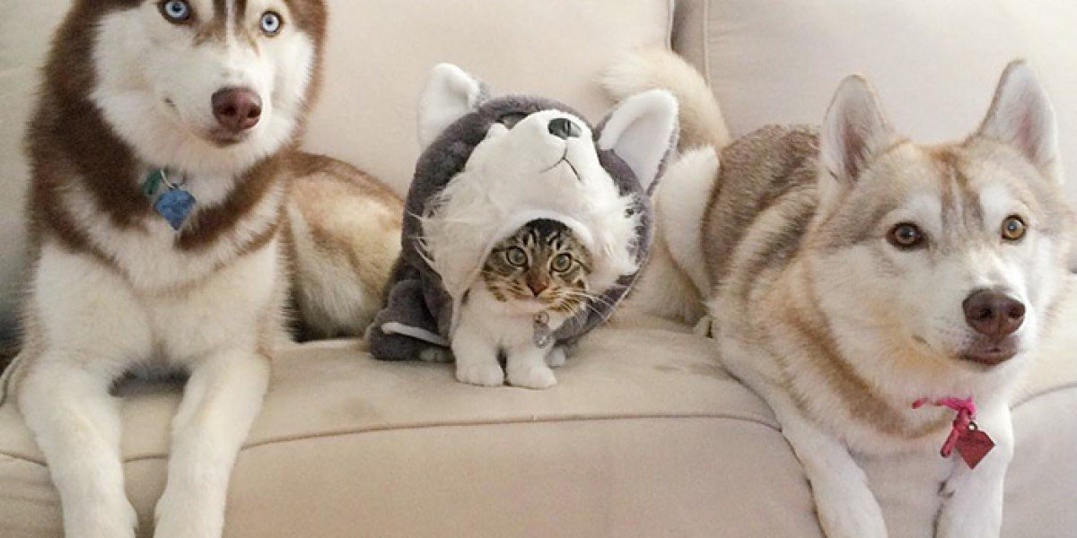 Котка се мисли...за хъски! (СНИМКИ)