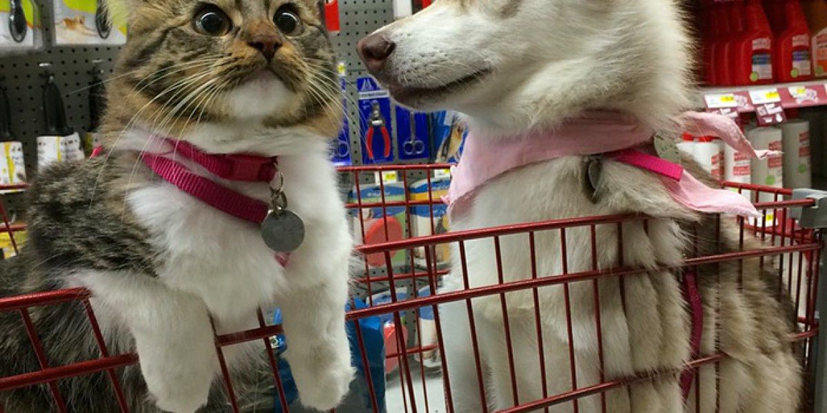 Котка се мисли...за хъски! (СНИМКИ)