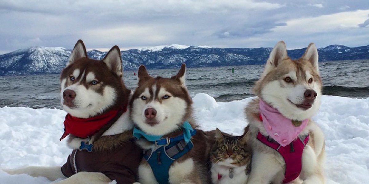 Котка се мисли...за хъски! (СНИМКИ)