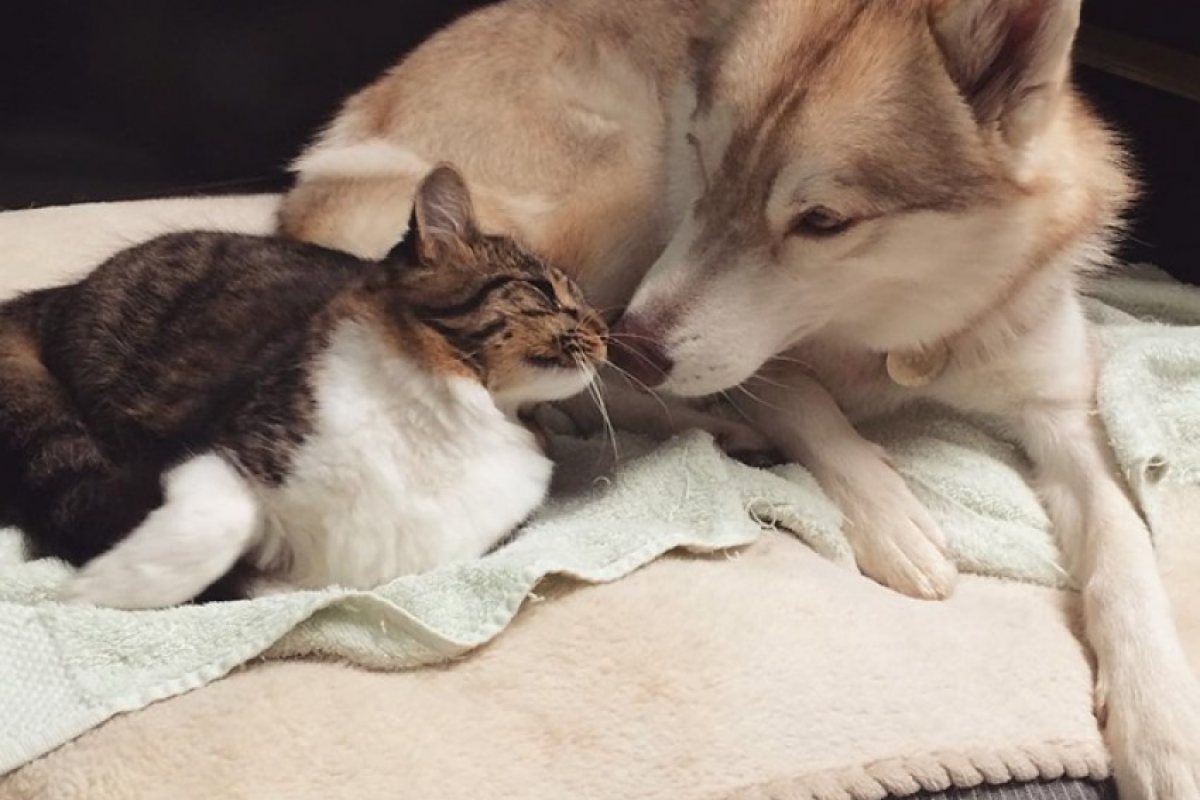 Котка се мисли...за хъски! (СНИМКИ)
