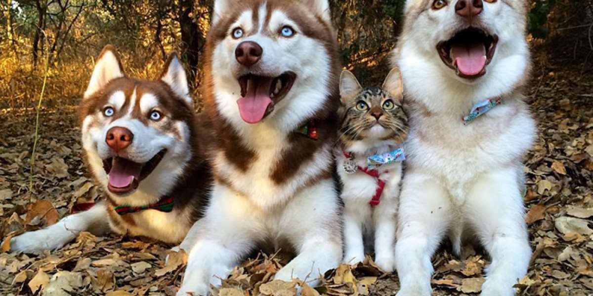 Котка се мисли...за хъски! (СНИМКИ)