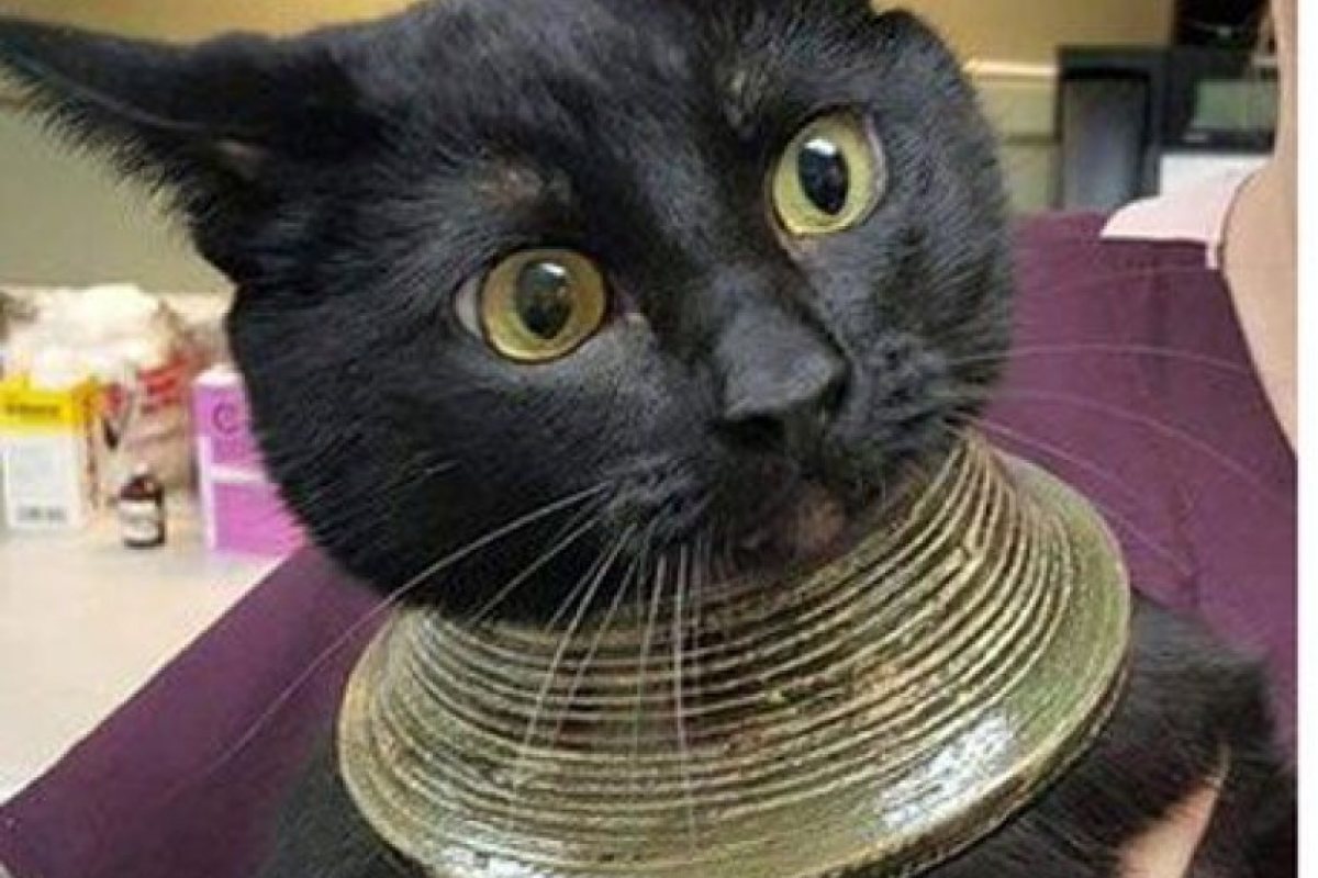 Котка заприлича на Клеопатра
