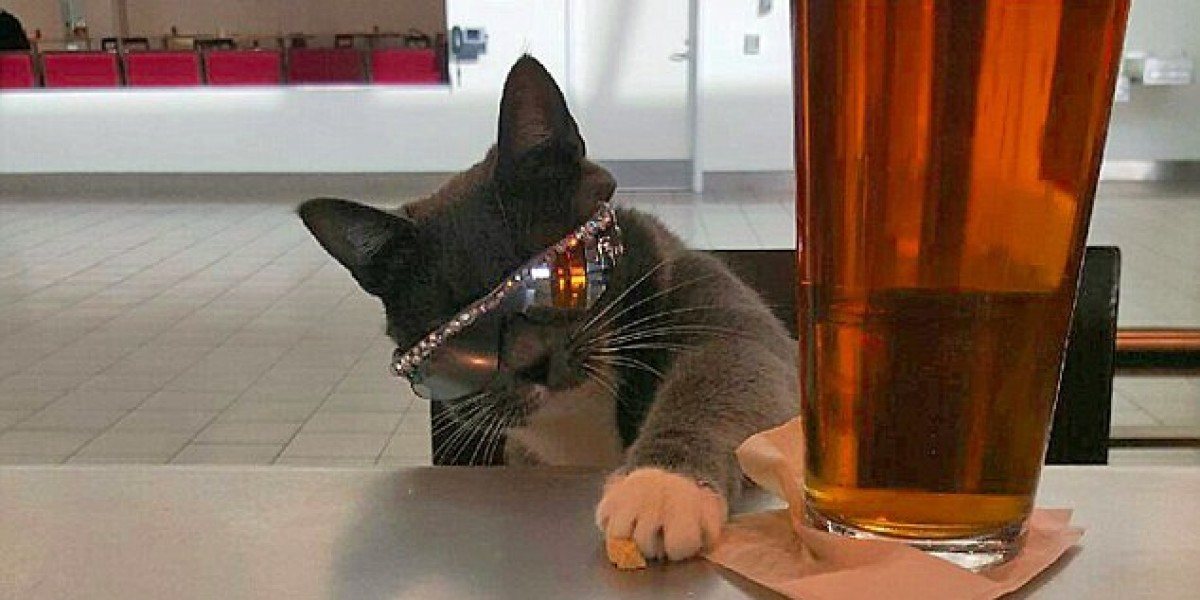 Котка, родена без мигли, се превърна в сензация! (СНИМКИ)