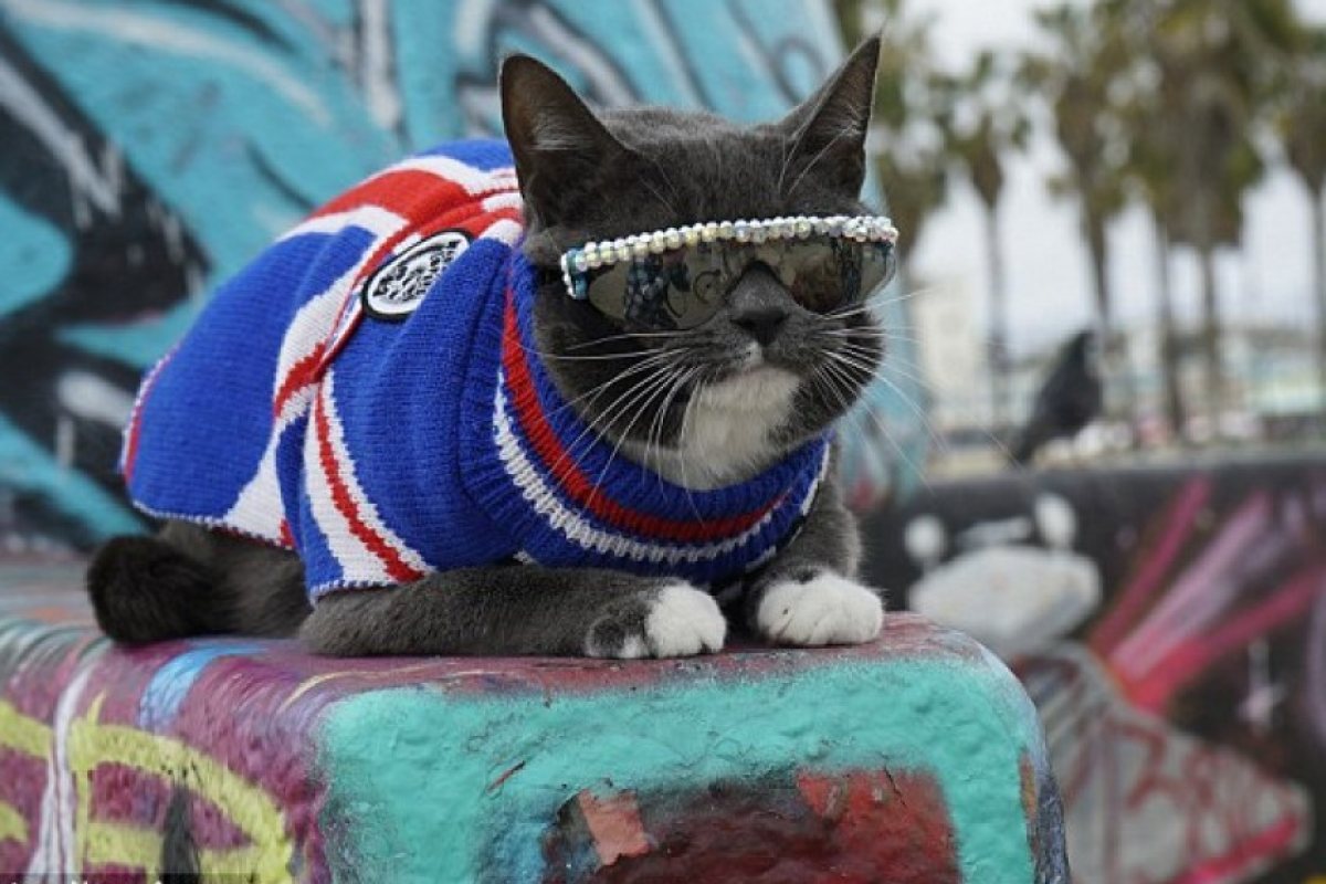 Котка, родена без мигли, се превърна в сензация! (СНИМКИ)
