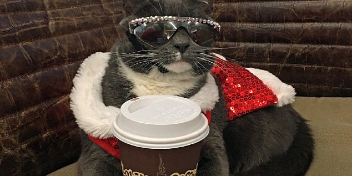 Котка, родена без мигли, се превърна в сензация! (СНИМКИ)