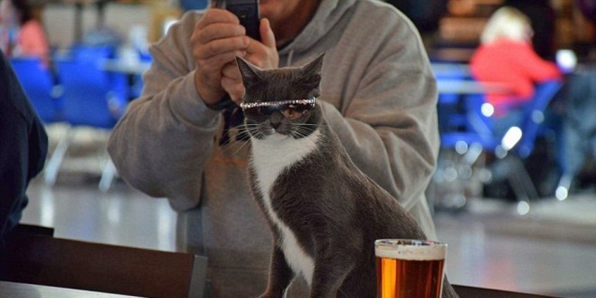 Котка, родена без мигли, се превърна в сензация! (СНИМКИ)
