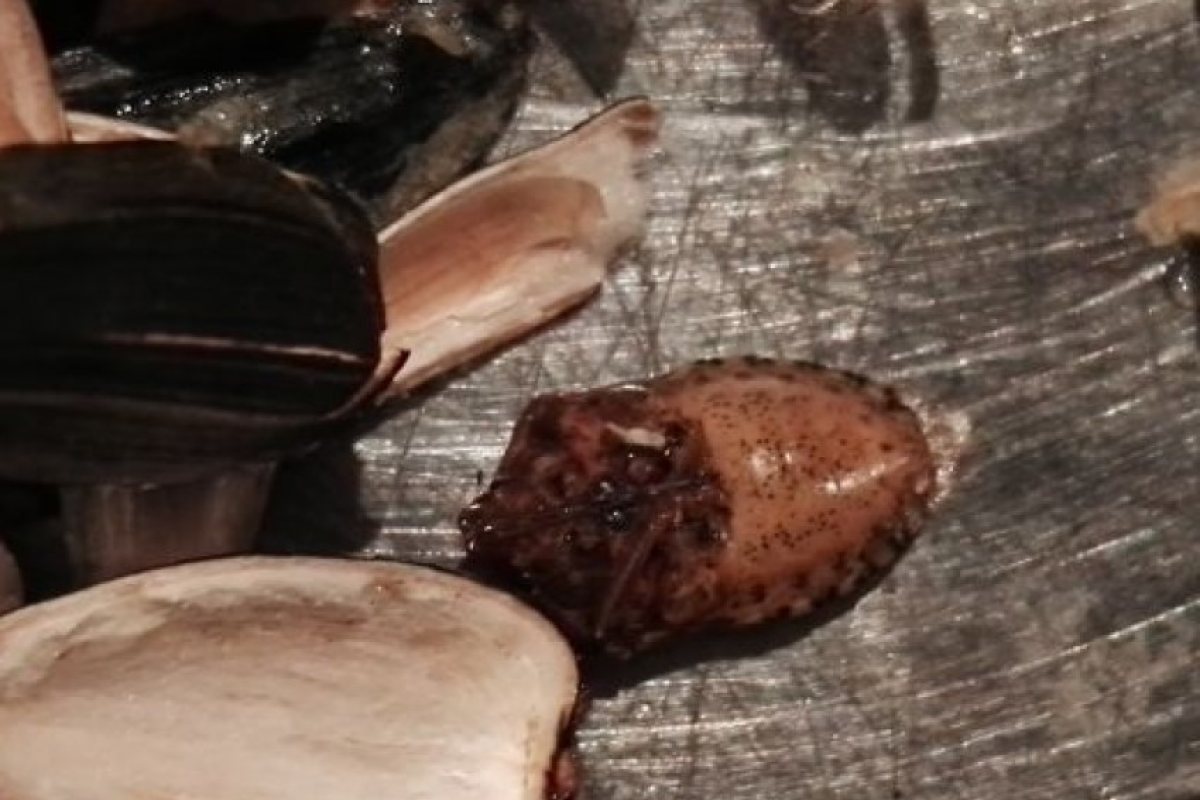 Гнус! Перничанка хапна семки...с хлебарка!