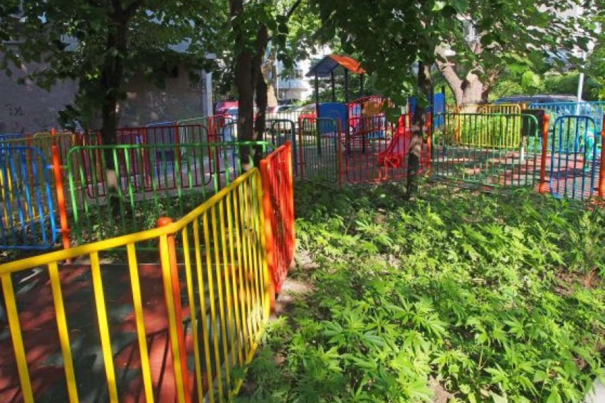 Марихуана избуя до детска площадка в центъра на Варна (СНИМКИ)