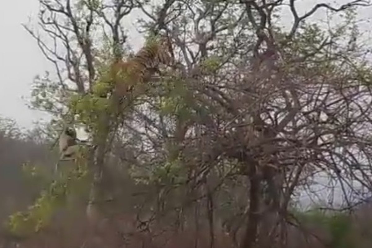 Маймуна се подигра с тигър (ВИДЕО)