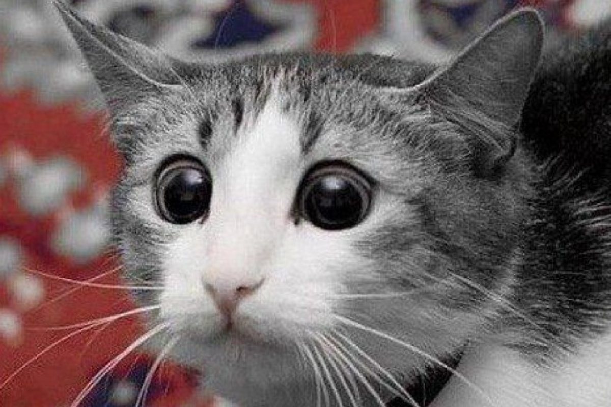 Имате кофти ден на работа? Вижте това клипче с котка!